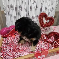 Valentine, a male Toy Australian Shepherd for sale in Maryville, TN – Photo 3 of 10