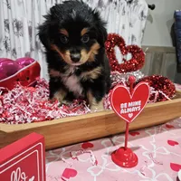 Valentine, a male Toy Australian Shepherd for sale in Maryville, TN – Photo 10 of 10