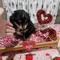 Valentine, a male Toy Australian Shepherd for sale in Maryville, TN – Photo 9 of 10