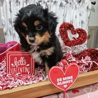 Valentine, a male Toy Australian Shepherd for sale in Maryville, TN – Photo 5 of 10