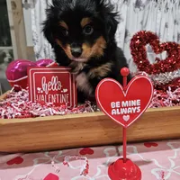Valentine, a male Toy Australian Shepherd for sale in Maryville, TN – Photo 6 of 10