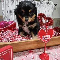 Valentine, a male Toy Australian Shepherd for sale in Maryville, TN – Photo 4 of 10