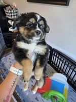 Hot Chocolate , a male Toy Australian Shepherd for sale in Maryville, TN – 8 of 10