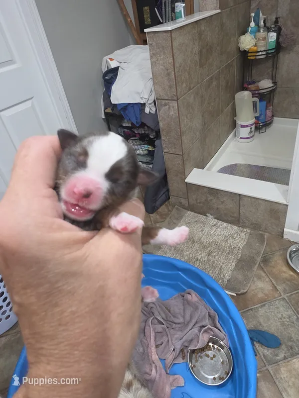 Pumpkin   – Toy Australian Shepherd puppy for sale in Maryville, TN