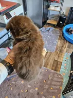 Jelly, a female Toy Australian Shepherd for sale in Maryville, TN – 5 of 10