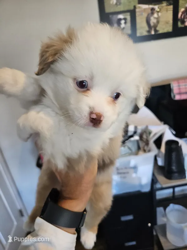 Peach Cream, a male Toy Australian Shepherd for sale in Maryville, TN – 1 of 9