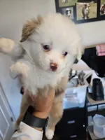Peach Cream, a male Toy Australian Shepherd for sale in Maryville, TN – 1 of 9