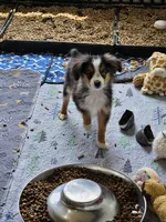 Cooper, a male Toy Australian Shepherd for sale in Maryville, TN – 4 of 10