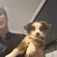 Love, a female Toy Australian Shepherd for sale in Maryville, TN – Photo 1 of 10