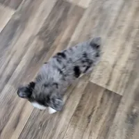 Love, a female Toy Australian Shepherd for sale in Maryville, TN – Photo 5 of 10