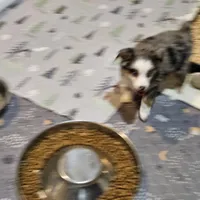 Love, a female Toy Australian Shepherd for sale in Maryville, TN – Photo 8 of 10