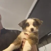 Love, a female Toy Australian Shepherd for sale in Maryville, TN – Photo 7 of 10