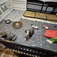 Love, a female Toy Australian Shepherd for sale in Maryville, TN – Photo 6 of 10