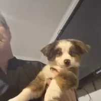 Love, a female Toy Australian Shepherd for sale in Maryville, TN – Photo 3 of 10