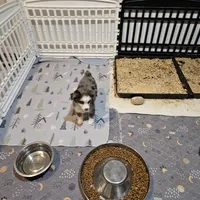 Love, a female Toy Australian Shepherd for sale in Maryville, TN – Photo 9 of 10