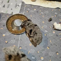 Love, a female Toy Australian Shepherd for sale in Maryville, TN – Photo 10 of 10