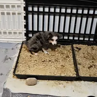 Love, a female Toy Australian Shepherd for sale in Maryville, TN – Photo 4 of 10