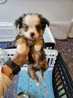 Greystone , a male Toy Australian Shepherd for sale in Maryville, TN – 7 of 10