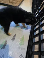Hot Chocolate , a male Toy Australian Shepherd for sale in Maryville, TN – 3 of 10