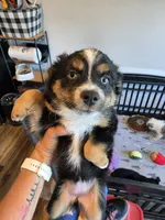 Warm and Fuzy, a male Toy Australian Shepherd for sale in Maryville, TN – 2 of 10
