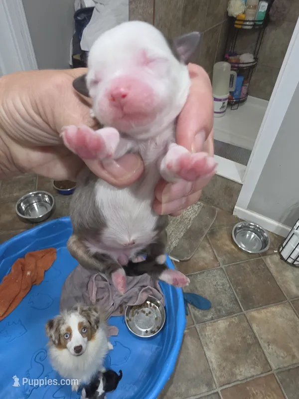 Spice – Toy Australian Shepherd puppy for sale in Maryville, TN