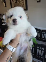 Cool Night, a male Toy Australian Shepherd for sale in Maryville, TN – 9 of 10