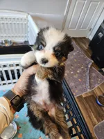 Sweat Bluie, a female Toy Australian Shepherd for sale in Maryville, TN – 4 of 10