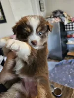Jelly, a female Toy Australian Shepherd for sale in Maryville, TN – 7 of 10