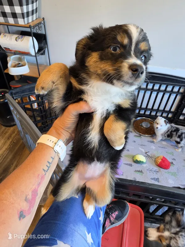 Warm and Fuzy – Toy Australian Shepherd puppy for sale in Maryville, TN