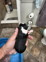 Scarecrow , a male Toy Australian Shepherd for sale in Maryville, TN – 6 of 10