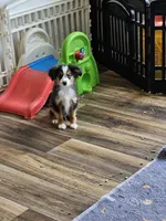 Cooper, a male Toy Australian Shepherd for sale in Maryville, TN – 3 of 10