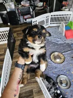 Sunny, a male Toy Australian Shepherd for sale in Maryville, TN – 4 of 10