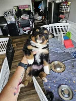 Sunny, a male Toy Australian Shepherd for sale in Maryville, TN – 3 of 10