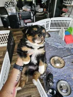 Sunny, a male Toy Australian Shepherd for sale in Maryville, TN – 9 of 10