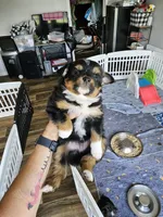Sunny, a male Toy Australian Shepherd for sale in Maryville, TN – 8 of 10