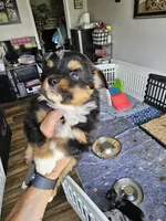 Sunny, a male Toy Australian Shepherd for sale in Maryville, TN – 6 of 10