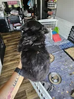 Sunny, a male Toy Australian Shepherd for sale in Maryville, TN – 2 of 10