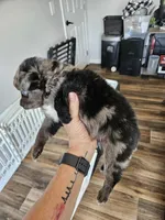 Bumble Bee, a male Toy Australian Shepherd for sale in Maryville, TN – 9 of 10