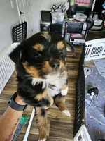 Sunny, a male Toy Australian Shepherd for sale in Maryville, TN – 1 of 10