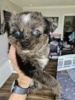 Bumble Bee, a male Toy Australian Shepherd for sale in Maryville, TN – 10 of 10