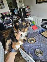 Sunny, a male Toy Australian Shepherd for sale in Maryville, TN – 5 of 10