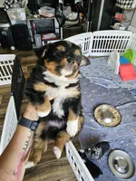 Sunny, a male Toy Australian Shepherd for sale in Maryville, TN – 10 of 10