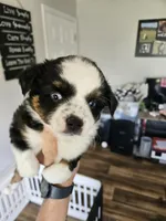 Rainie, a female Toy Australian Shepherd for sale in Maryville, TN – 1 of 10