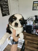 Rainie, a female Toy Australian Shepherd for sale in Maryville, TN – 4 of 10