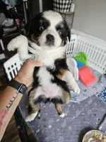 Rainie, a female Toy Australian Shepherd for sale in Maryville, TN – 2 of 10
