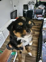 Sunny, a male Toy Australian Shepherd for sale in Maryville, TN – 7 of 10