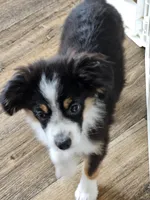 BooBear, a female Toy Australian Shepherd for sale in Maryville, TN – 10 of 10