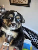 Hot Chocolate , a male Toy Australian Shepherd for sale in Maryville, TN – 7 of 10