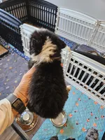 Sweat Bluie, a female Toy Australian Shepherd for sale in Maryville, TN – 10 of 10