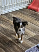 Cooper, a male Toy Australian Shepherd for sale in Maryville, TN – 8 of 10